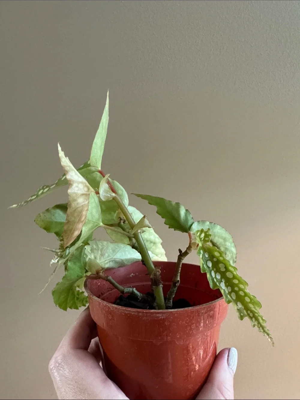 Begonia Maculata Polka Dot Plant - Rooted